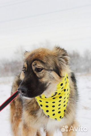 Шикарная собака Шерри в дар купить на Зозу.ру - фотография № 7