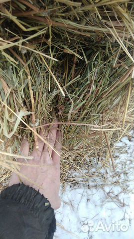 Сено разное травие купить на Зозу.ру - фотография № 1