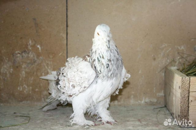 Продам кудрявых голубей купить на Зозу.ру - фотография № 3