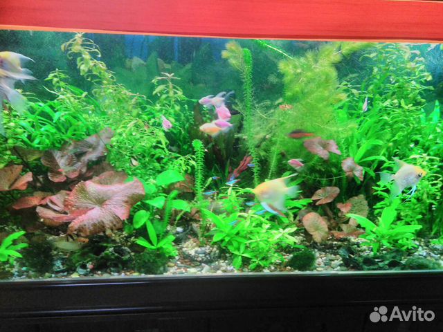 Живые растения для аквариума купить на Зозу.ру - фотография № 2