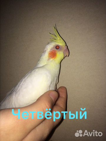 Птицы купить на Зозу.ру - фотография № 4