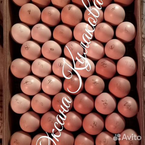 Инкубационное яйцо Джерсийский гигант купить на Зозу.ру - фотография № 3