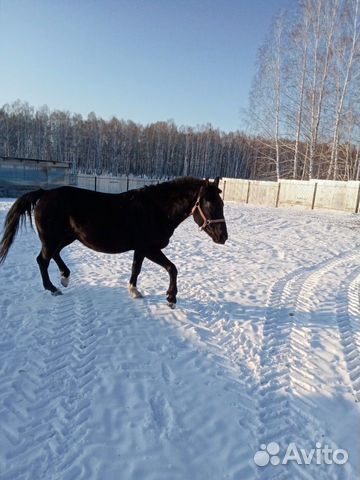 Лошадь и жеребята купить на Зозу.ру - фотография № 1