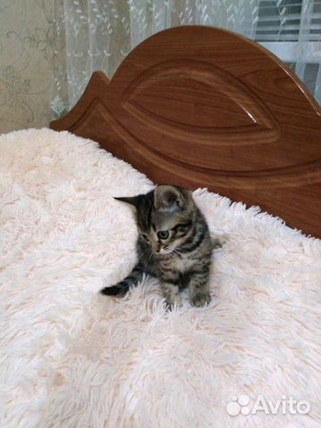 Кошечка в добрые руки купить на Зозу.ру - фотография № 2