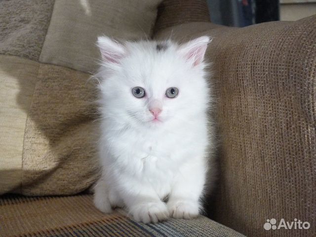 Белые котята в добрые руки купить на Зозу.ру - фотография № 3