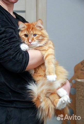 Кот в добрые руки