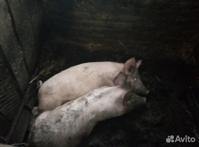 Телята, свиньи купить на Зозу.ру - фотография № 8
