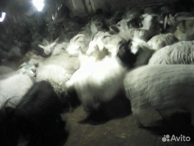 Продаются овцы и козы купить на Зозу.ру - фотография № 1
