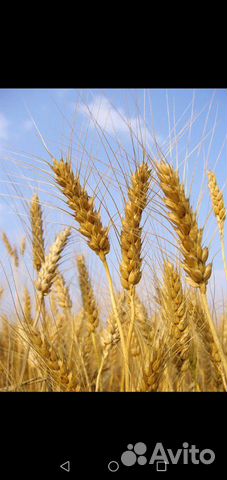 Пшеница урожая 2019г купить на Зозу.ру - фотография № 1