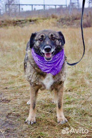 Отдам в хорошие руки, милую Карамельку