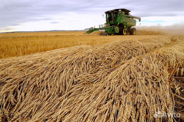Продам сорную пшеницу купить на Зозу.ру - фотография № 1