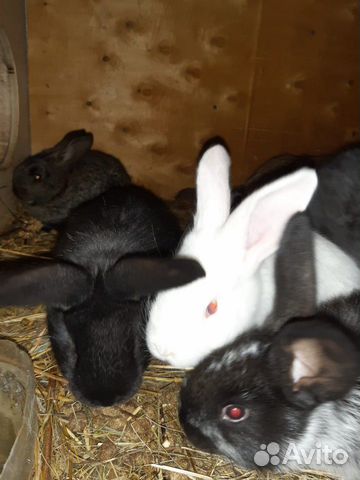 Продам кроликов порода великан, ризен, французский купить на Зозу.ру - фотография № 2
