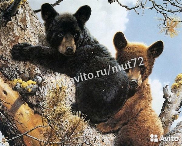 Картина по номерам 40*50 см Пара Медвежат