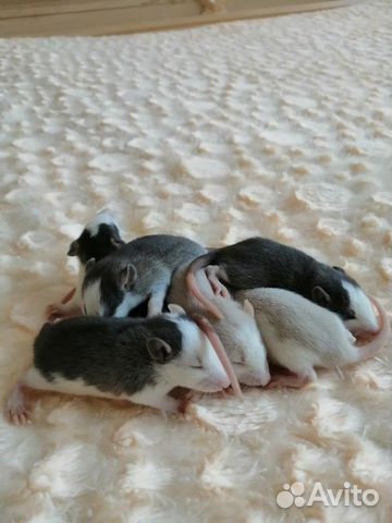 Малышы крысятки купить на Зозу.ру - фотография № 9
