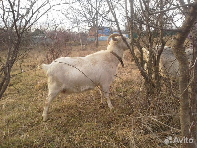 Зааненск. коза будет третий окот. удой по первому купить на Зозу.ру - фотография № 3