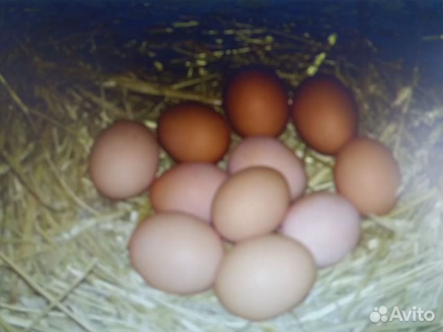 Инкубационное яйцо кур купить на Зозу.ру - фотография № 1
