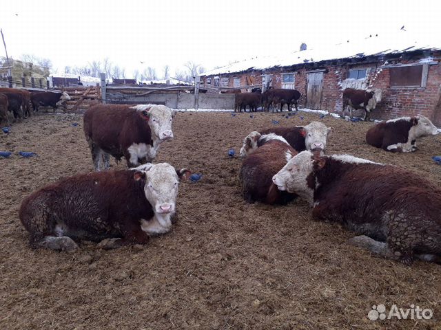 Телки и быки купить на Зозу.ру - фотография № 4