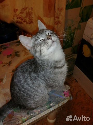 Молодой котик купить на Зозу.ру - фотография № 2