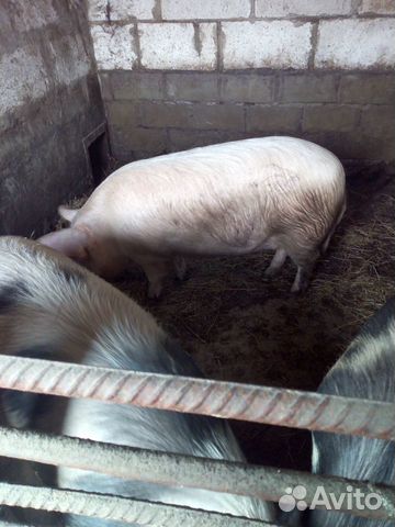 Свиньи на мясо, свинина купить на Зозу.ру - фотография № 6