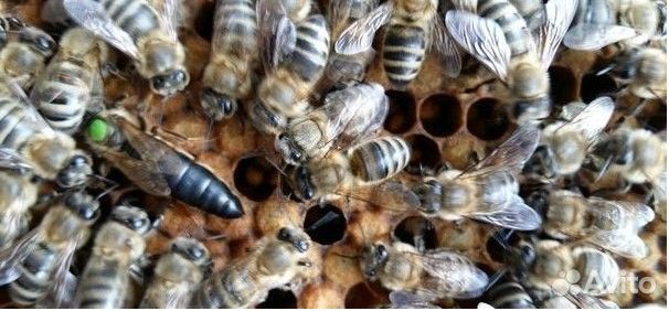 Пчелопакеты 2020 год купить на Зозу.ру - фотография № 1