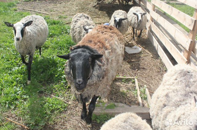 Баран и овцы купить на Зозу.ру - фотография № 3