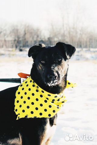 Необычного окраса собака Гера в дар купить на Зозу.ру - фотография № 10
