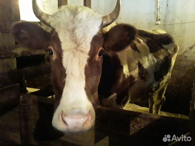 Дойная корова, телята, бычки купить на Зозу.ру - фотография № 2