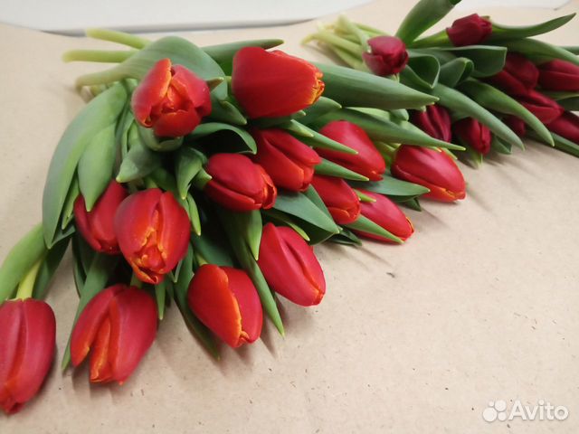 Тюльпаны oптoм и в розницу