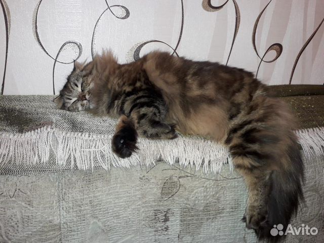 Шотландская кошка Шотландская кошка