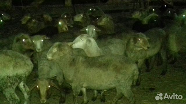 Овцы валухи купить на Зозу.ру - фотография № 5