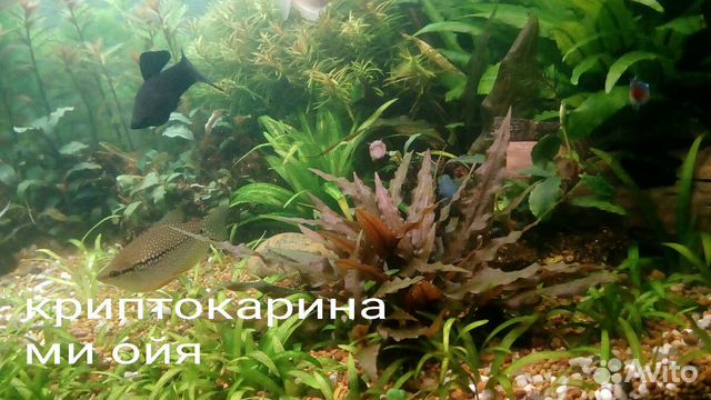 Аквариумные растения купить на Зозу.ру - фотография № 5