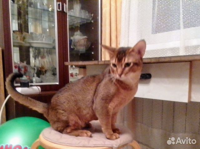 Абиссинский кот дикого окраса, возраст 1 год купить на Зозу.ру - фотография № 1