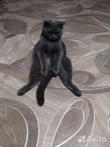 Британский кот купить на Зозу.ру - фотография № 1