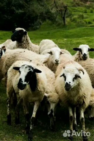 Продается 5 овцов купить на Зозу.ру - фотография № 2