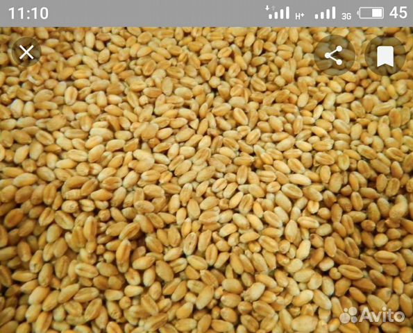 Продаем пшеницу купить на Зозу.ру - фотография № 1