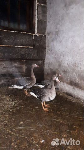 Продам 3-х белолобых дикий гусей купить на Зозу.ру - фотография № 2
