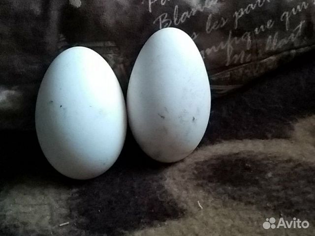 Яйца гусиные на инкубацию купить на Зозу.ру - фотография № 2