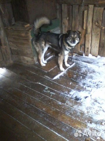 Собака в частный дом купить на Зозу.ру - фотография № 1