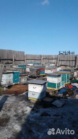Пчелиные семьи купить на Зозу.ру - фотография № 6