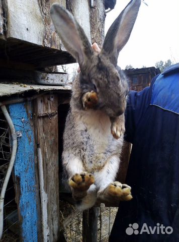 Кролики неприхотливые купить на Зозу.ру - фотография № 4