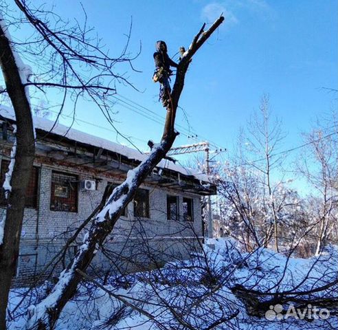 Спил деревьев,кронирование деревьев Спил деревьев,кронирование деревьев