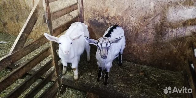 Нубийско-заанинские козы купить на Зозу.ру - фотография № 3