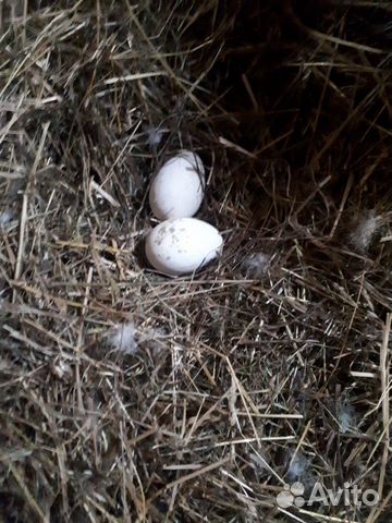 Яйцо гусинное на инкубацию купить на Зозу.ру - фотография № 1