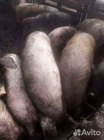 Свиньи купить на Зозу.ру - фотография № 2