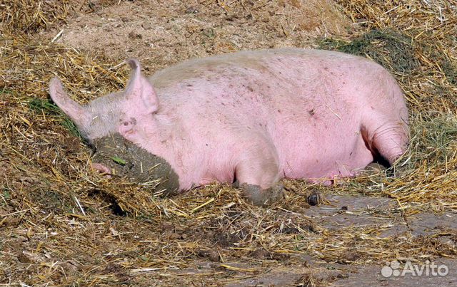 Мясо свиньи купить на Зозу.ру - фотография № 1