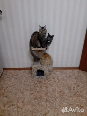 Хороший рыжий кот купить на Зозу.ру - фотография № 1