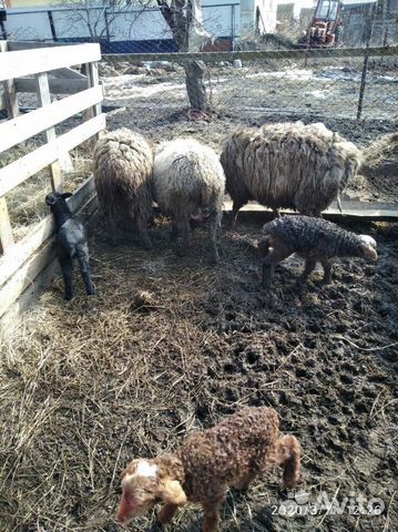 Овцы бараны ягнята купить на Зозу.ру - фотография № 1