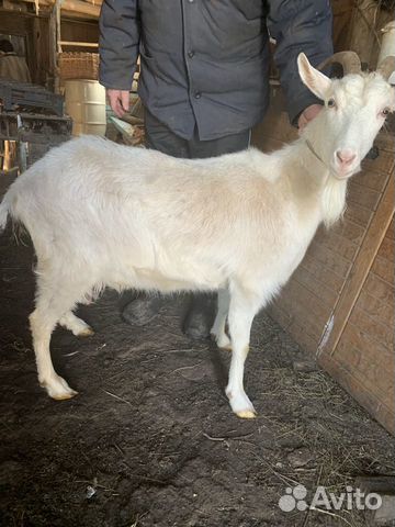 Продаётся заанненская коза с козлёнком купить на Зозу.ру - фотография № 3