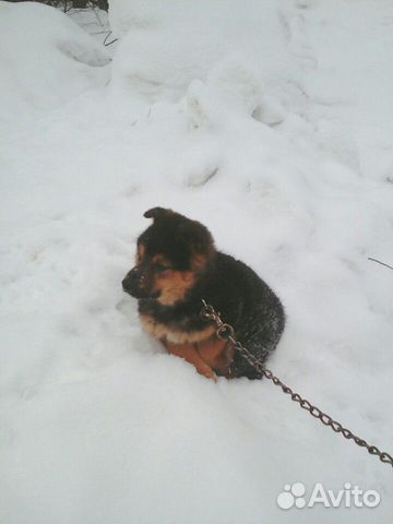 Собака на охрану купить на Зозу.ру - фотография № 2