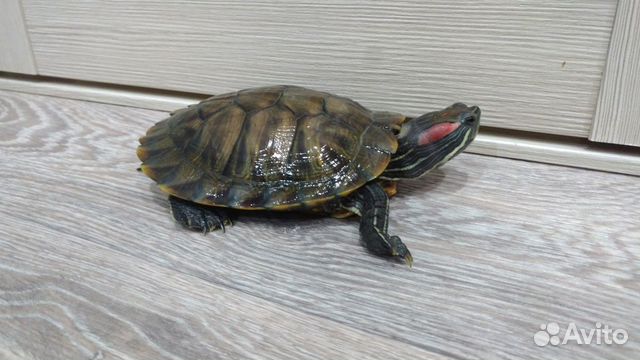 Черепаха+аквариум купить на Зозу.ру - фотография № 1